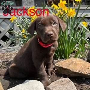 Jackson, Chocolate Labrador Retriever Puppy